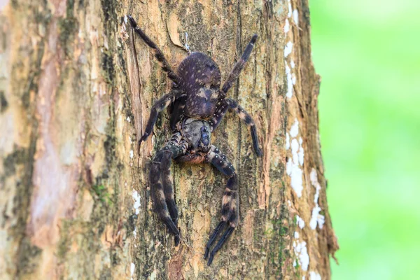 Aranha na floresta — Fotografia de Stock