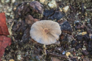 mantar derin orman kadar yakın