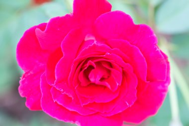 çiçekli güllerin bahçedeki