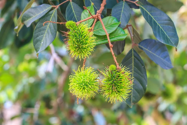 Tropical fruit, Rambutan on tree — Stock Photo, Image