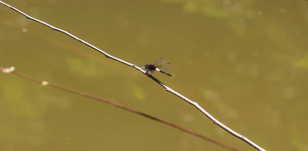 Dragonfly on branch — Stock Photo, Image
