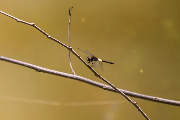 Libellule sur la branche — Photo