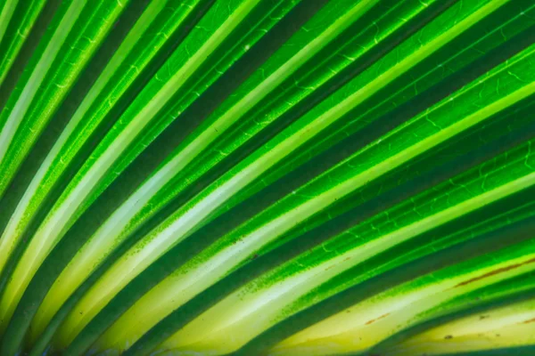 Groene palmbladeren — Stockfoto