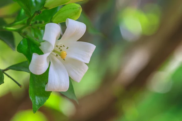 Orang Jessamin  on tree — Stock Photo, Image