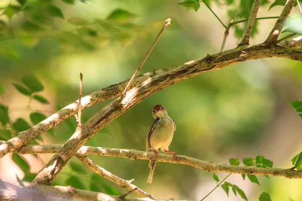 Hrdlem tmavě tailorbird — Stock fotografie