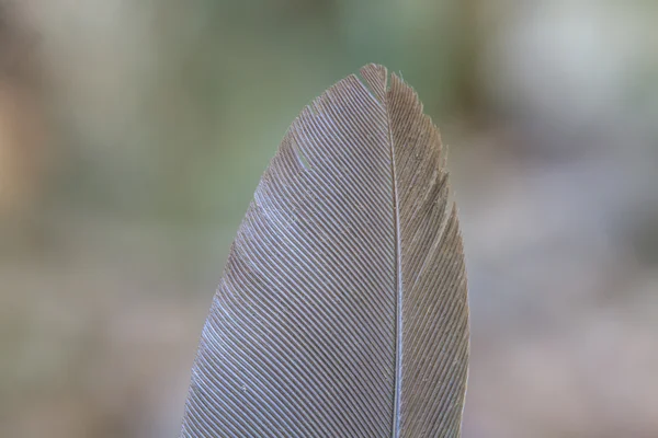 Kuş tüyü — Stok fotoğraf