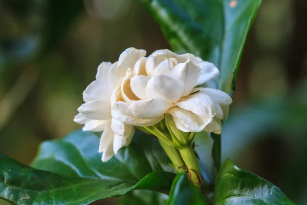 Arabian jaśmin (jasminum sambac) kwiat na drzewo — Zdjęcie stockowe