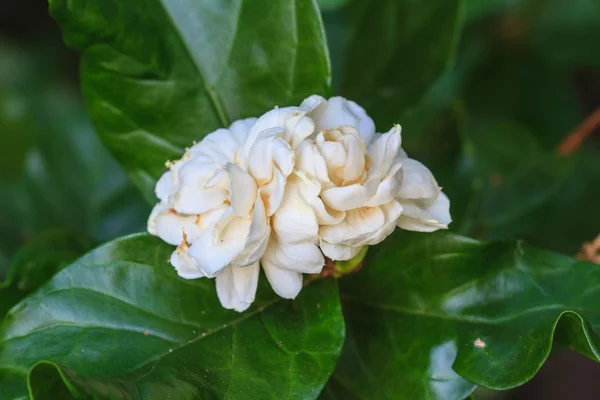 Arabian jaśmin (jasminum sambac) kwiat na drzewo — Zdjęcie stockowe