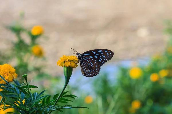 Vlinder aan bloemen — Stockfoto