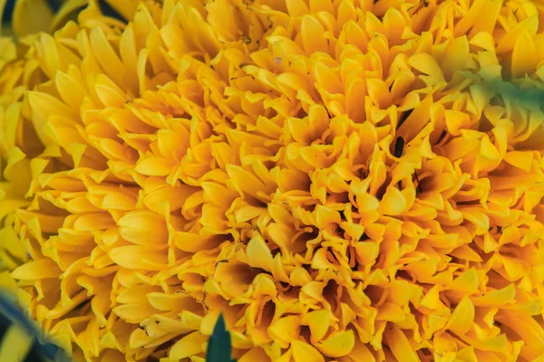 マリーゴールドの花のフィールド — ストック写真