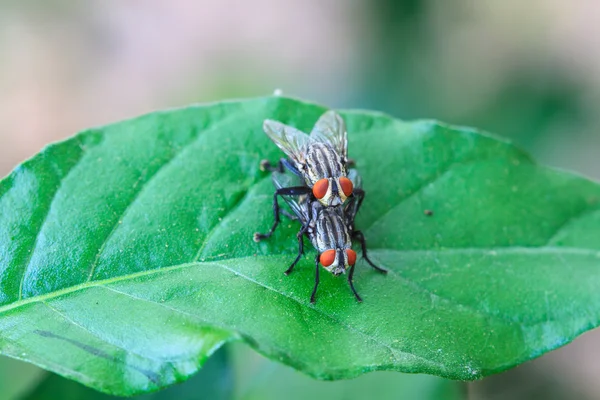 Breeding Blow fly — Stock Photo, Image