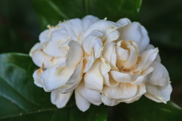 Arabian jasmine (Jasminum sambac) flower on tree — Stock Photo, Image