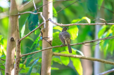 çizgi kulaklı bülbül