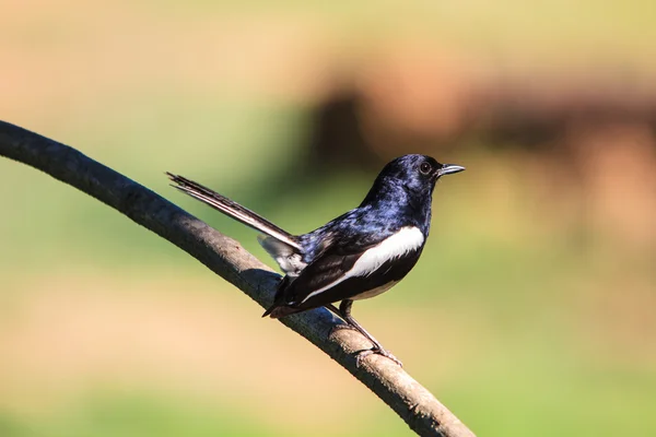 Orientaliska magpie robin fågel — Stockfoto