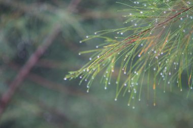 Yeşil yaprak ve su damlaları