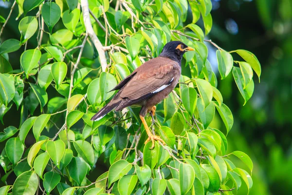 Common Myna bird — Stock Photo, Image