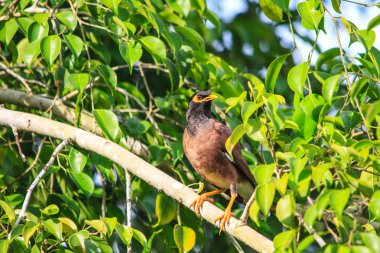 ortak myna kuş