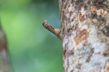 güzel ortak kayma kertenkele veya ortak uçan Drago