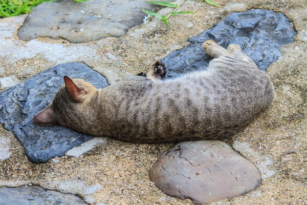 Sovande katt — Stockfoto