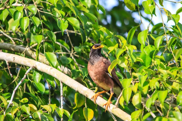 一般的な九官鳥 — ストック写真