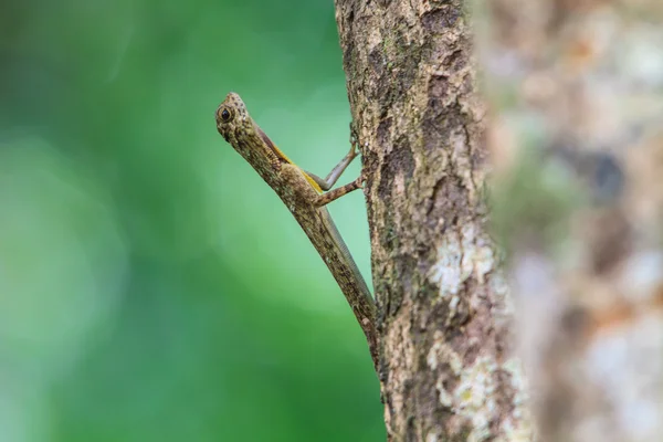 Belo Lagarto comum de deslizamento ou Drago comum de voo — Fotografia de Stock