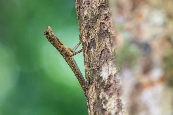Beautiful Common Gliding Lizard or Common Flying Drago — Stock Photo, Image
