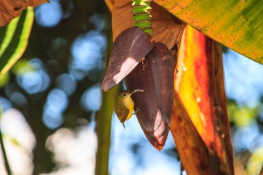 beautiful little spiderhunter 