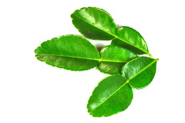 Bergamot beyaz zemin üzerine bırakır.