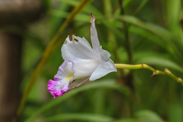 Arundina minifolia terrachal orchid close up — стоковое фото