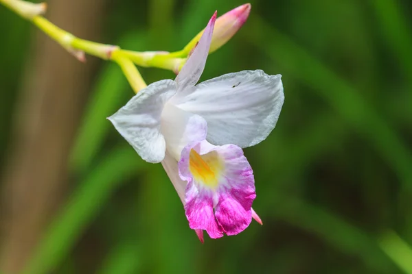 Arundina graminifolia orquídea terrestre de perto — Fotografia de Stock