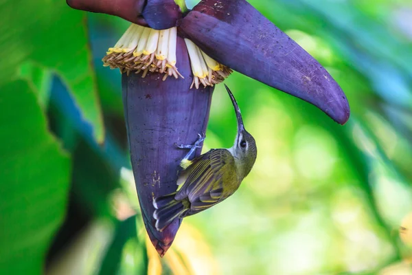 Beautiful little spiderhunter — Stock Photo, Image