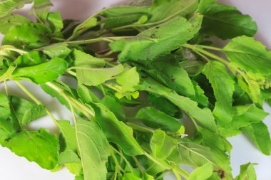 fesleğen izole yaprağı