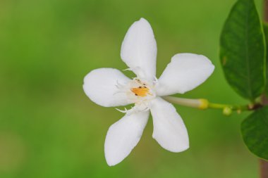 gardenya çiçek