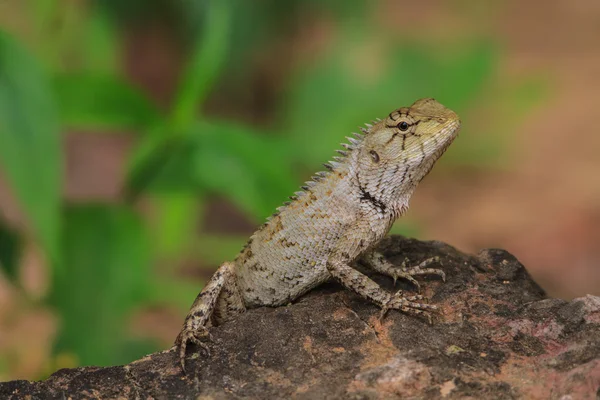 Gröna crested ödla — Stockfoto