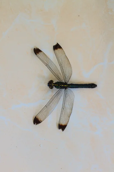 Dragonfly — Stock Photo, Image