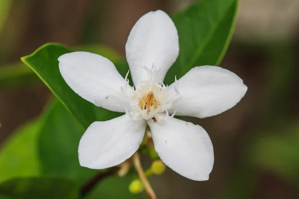 Gardenia flower — Stock Photo, Image