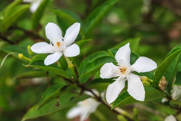 栀子花花 — 图库照片