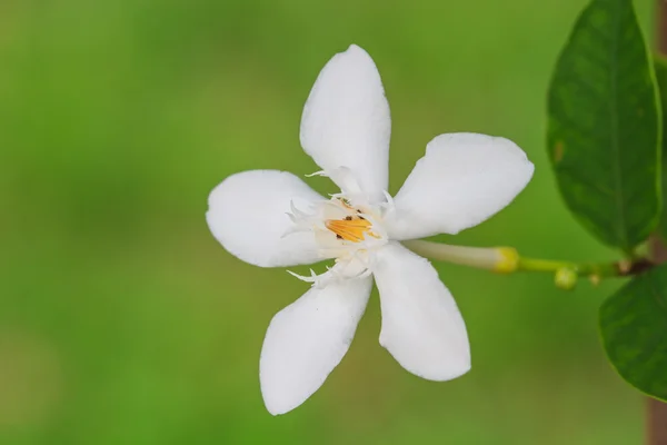 Fleur de gardénia — Photo