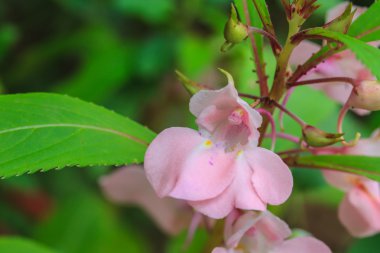 Impatiens glandulifera bitki