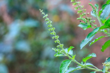 Taze organik bazilika yaprakları