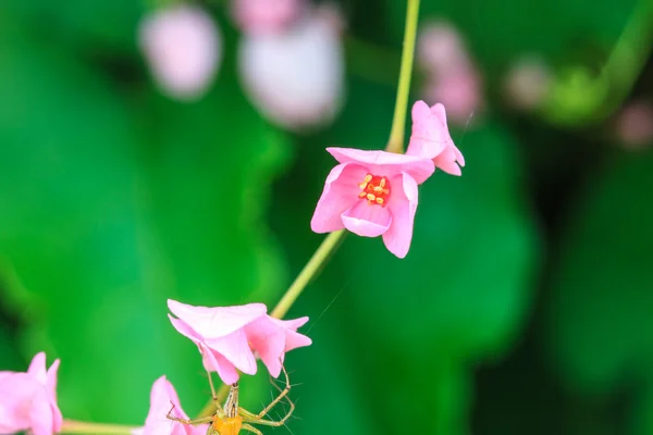 Pink Confederate vine flower — Stock Photo, Image