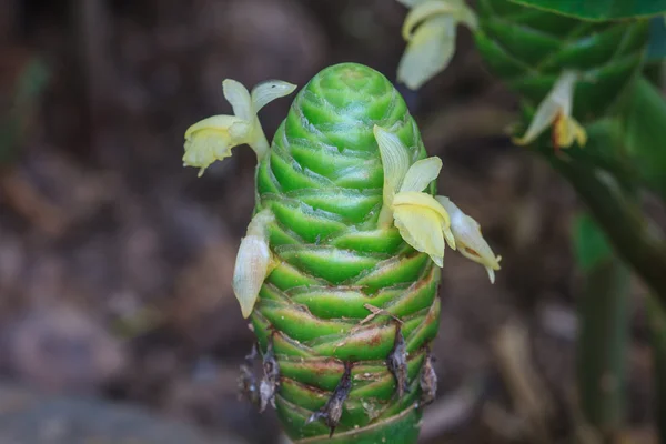 Red pine cone ginger in the gardens — Stock Photo, Image