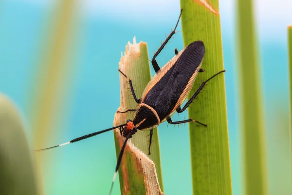 Insect op blad — Stockfoto