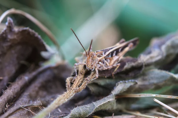 Grasshopper perching on a leaf — Stock Photo, Image