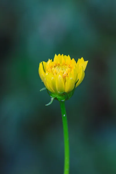 マリーゴールドの花のフィールド — ストック写真