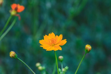 Marigold çiçek alanı