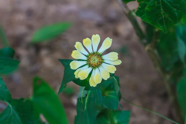 Zinnia elegans alanı — Stok fotoğraf