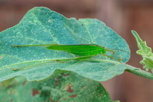 Kobylka sedící na list — Stock fotografie