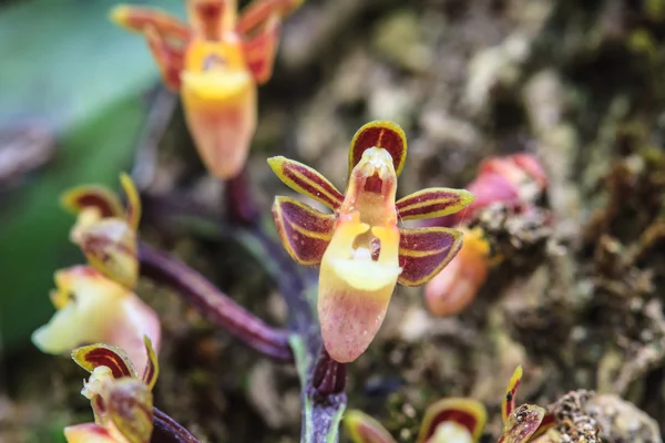 Wilde orchideeën in bos van thailand — Stockfoto