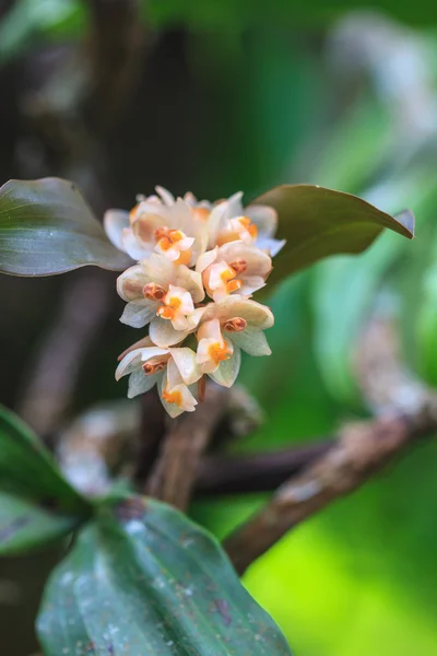 Vilda orkidéer i skogen i thailand — Stockfoto